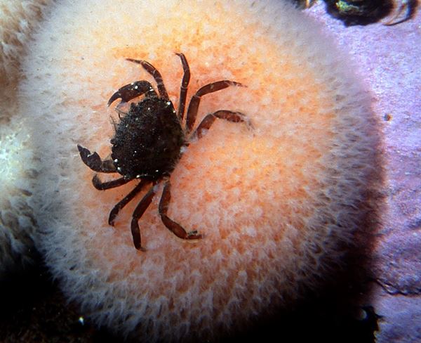 Photo of a small crab on a sea anemone